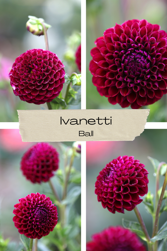 Dahlia 'Ivanetti' Tuber