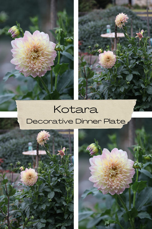 Dahlia 'Kotara' Tuber