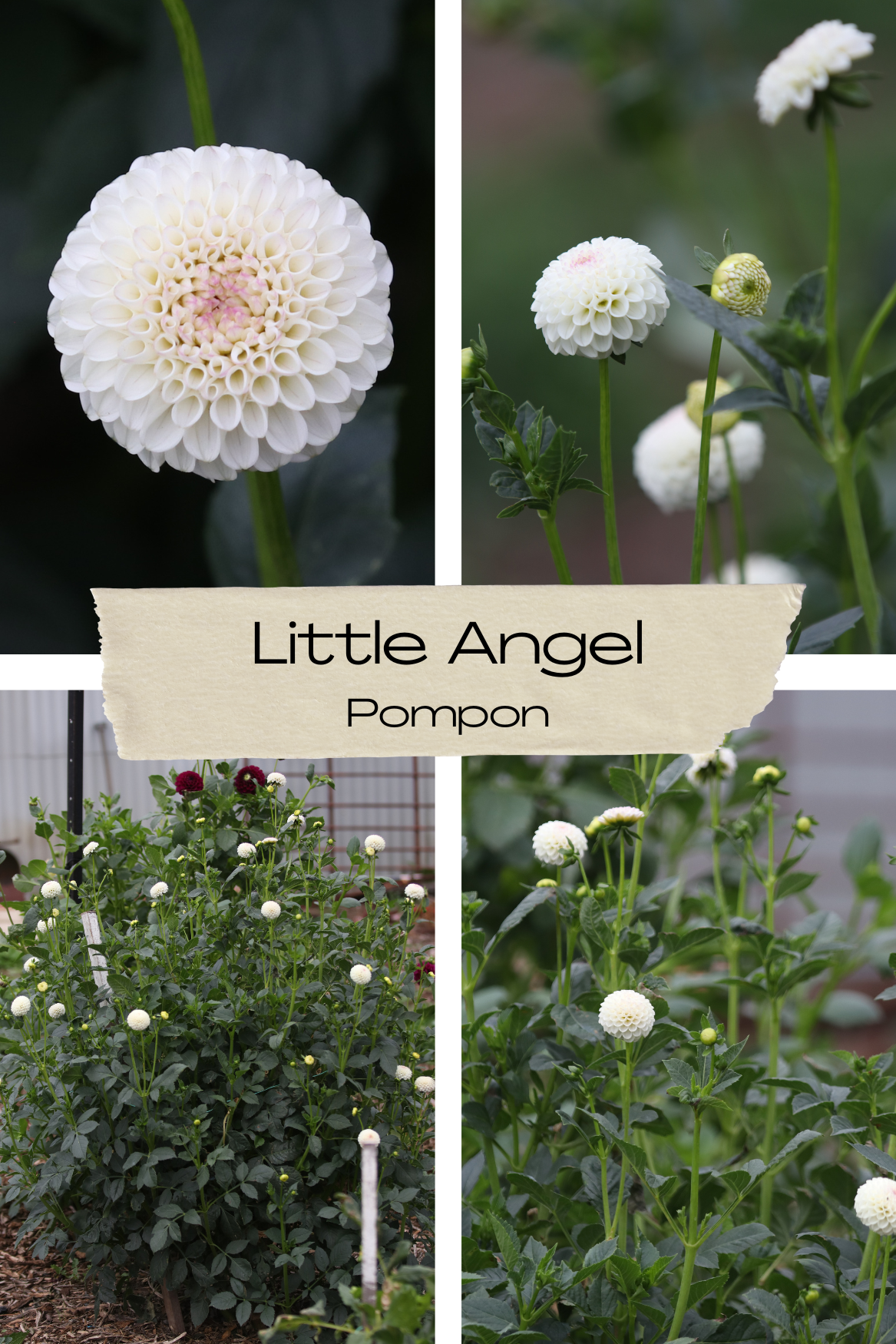 Dahlia 'Little Angel' Tuber