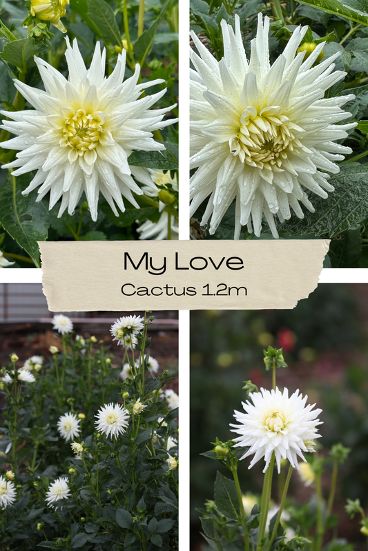 Dahlia 'My Love' Tuber