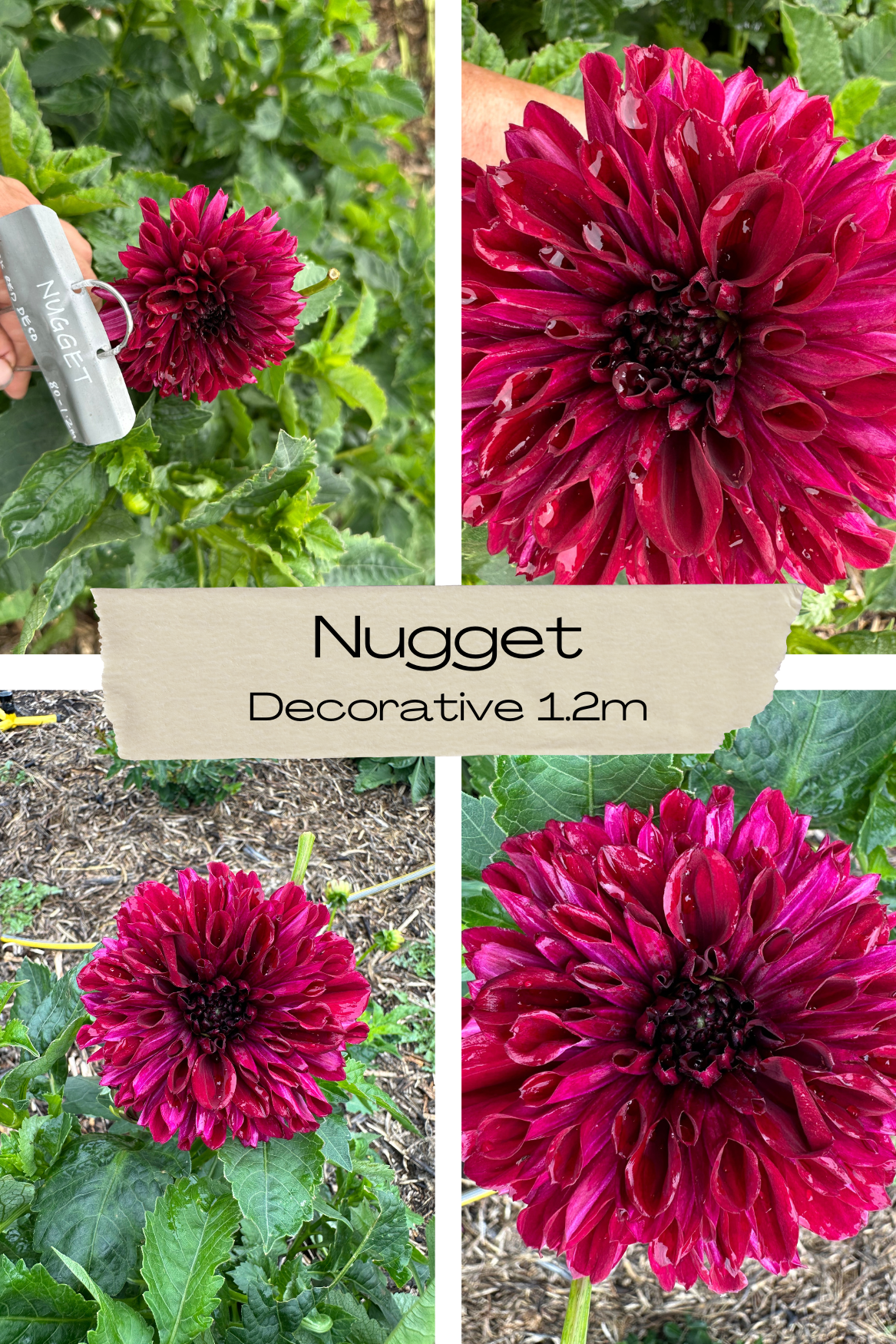 Dahlia 'Nugget' Tuber