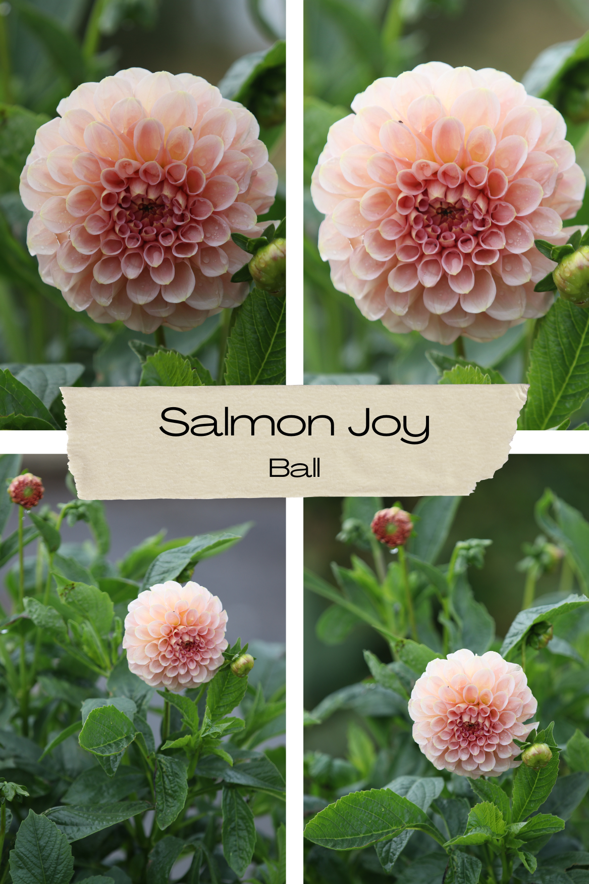 Dahlia 'Salmon Joy' Tuber