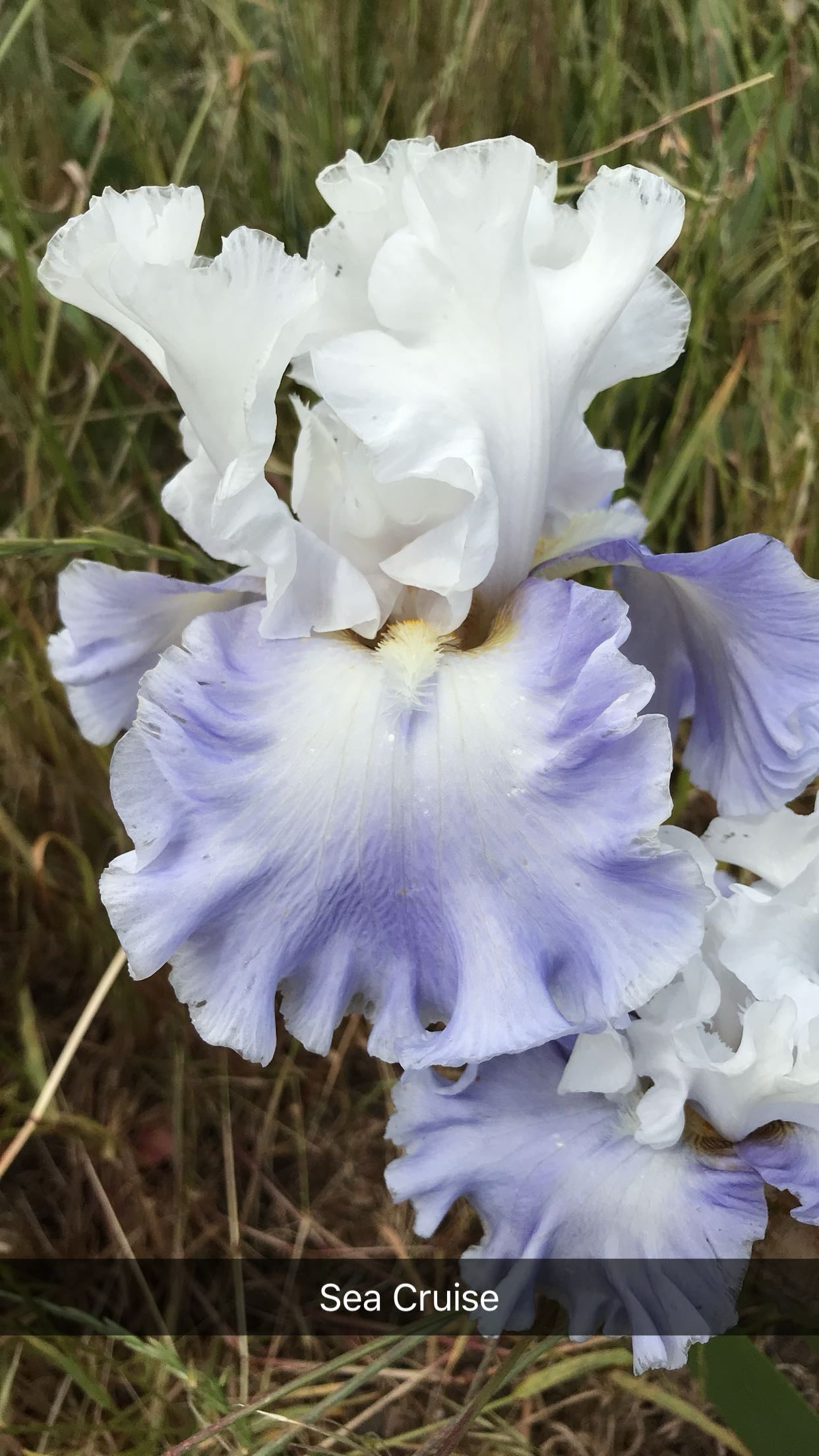 Sea Cruise - Tall bearded iris