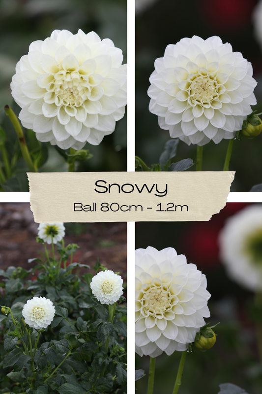 Dahlia 'Snowy' Tuber