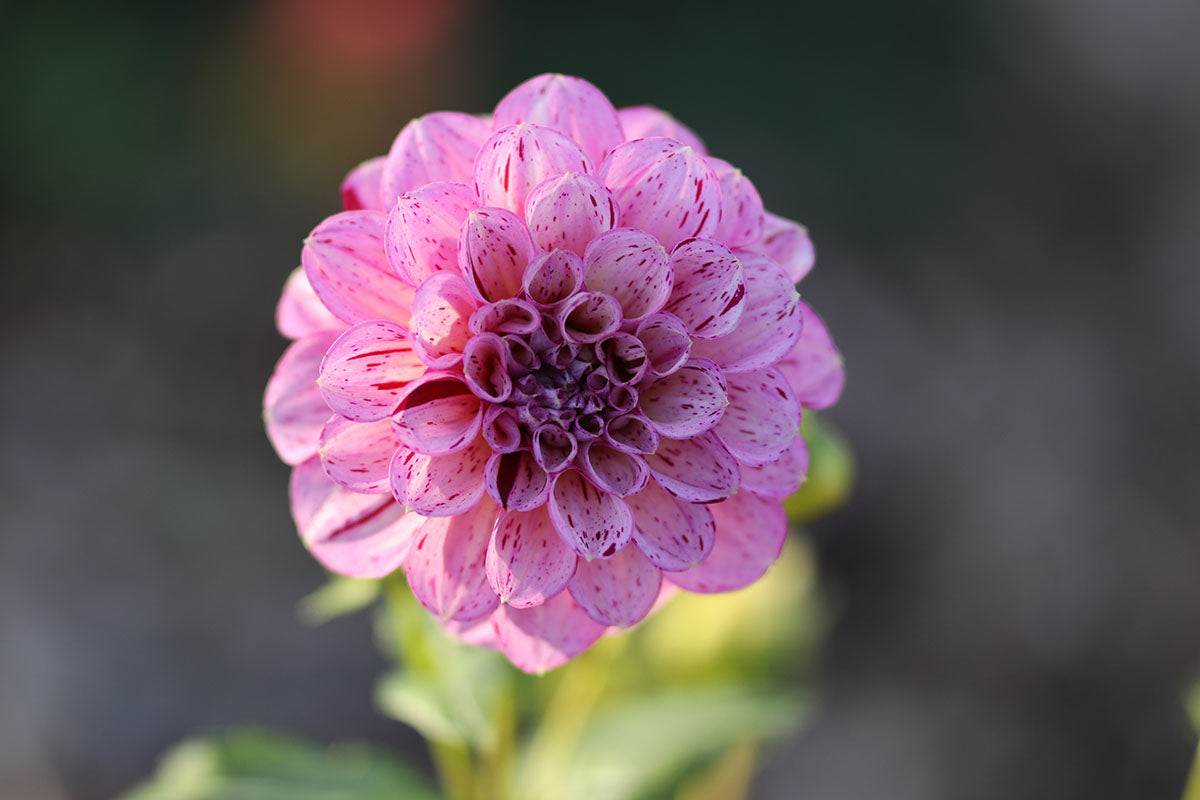 Dahlia 'Sultan' Tuber