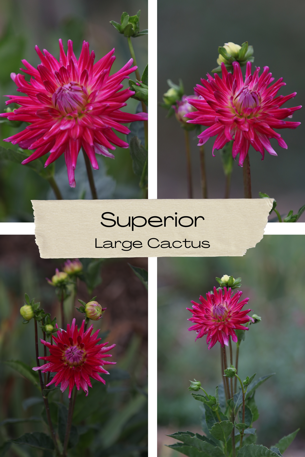 Dahlia 'Superior' Tuber