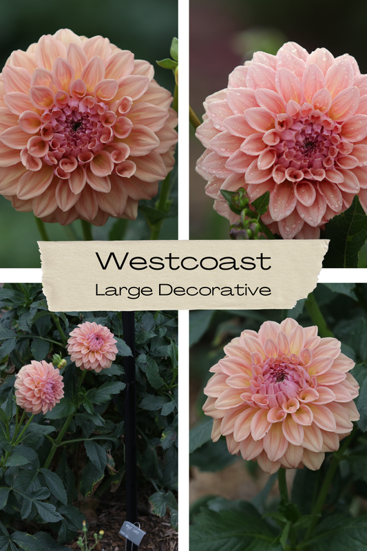 Dahlia 'West Coast' Tuber