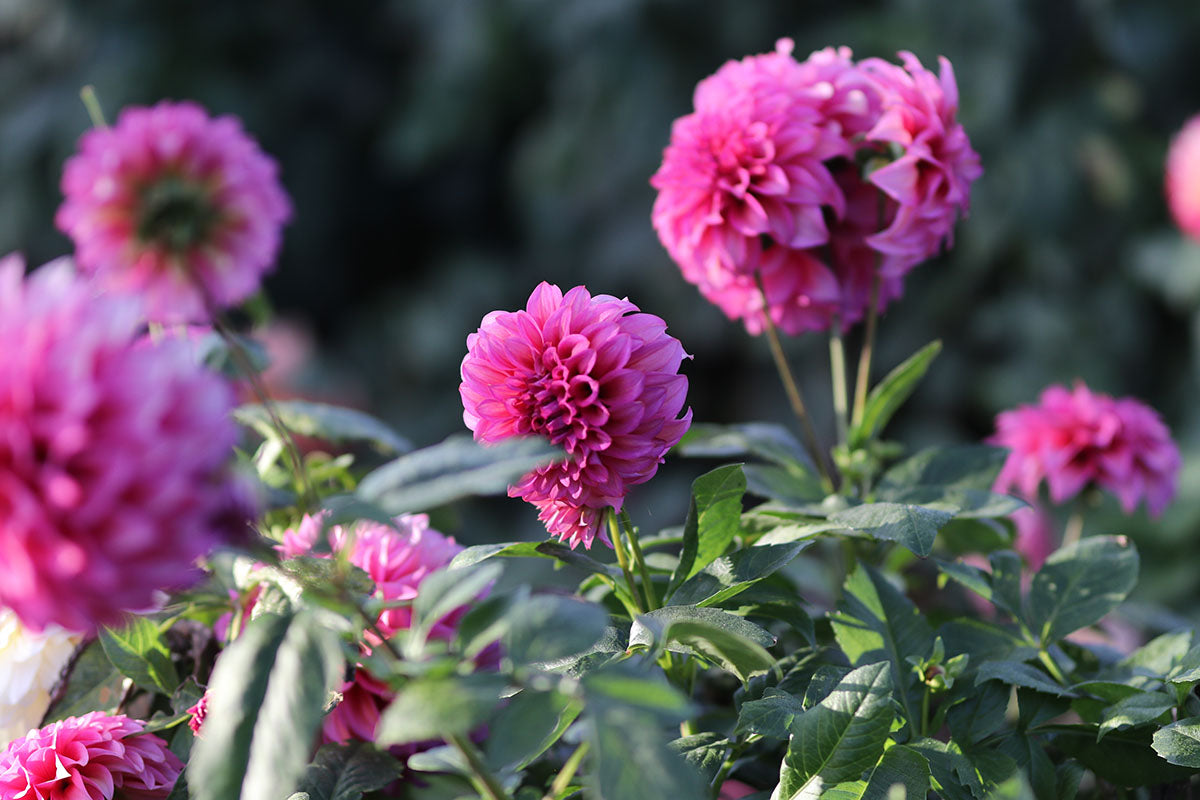 Dahlia 'Blue Edge' Tuber