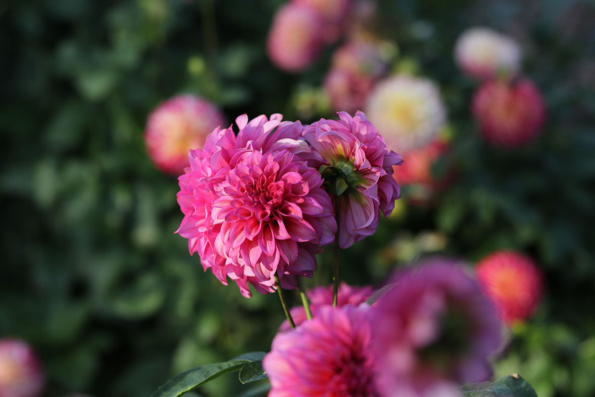 Dahlia 'Blue Edge' Tuber