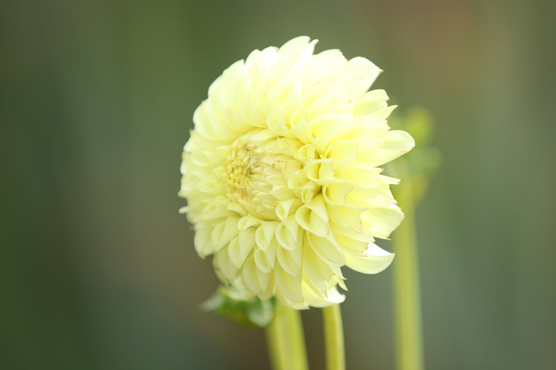 Dahlia 'Coorabel Heather' Tuber