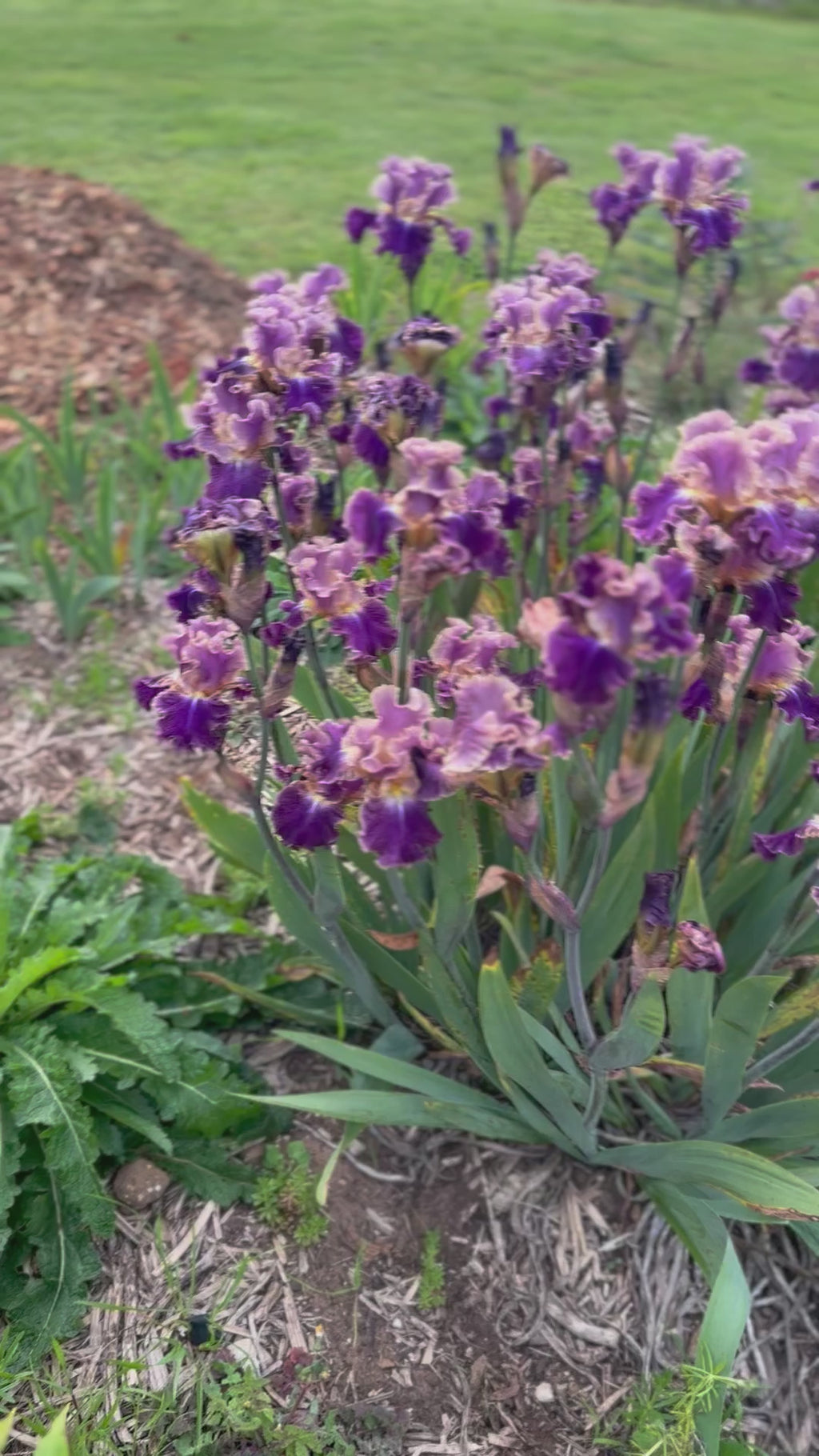 Lip Service - Tall bearded iris
