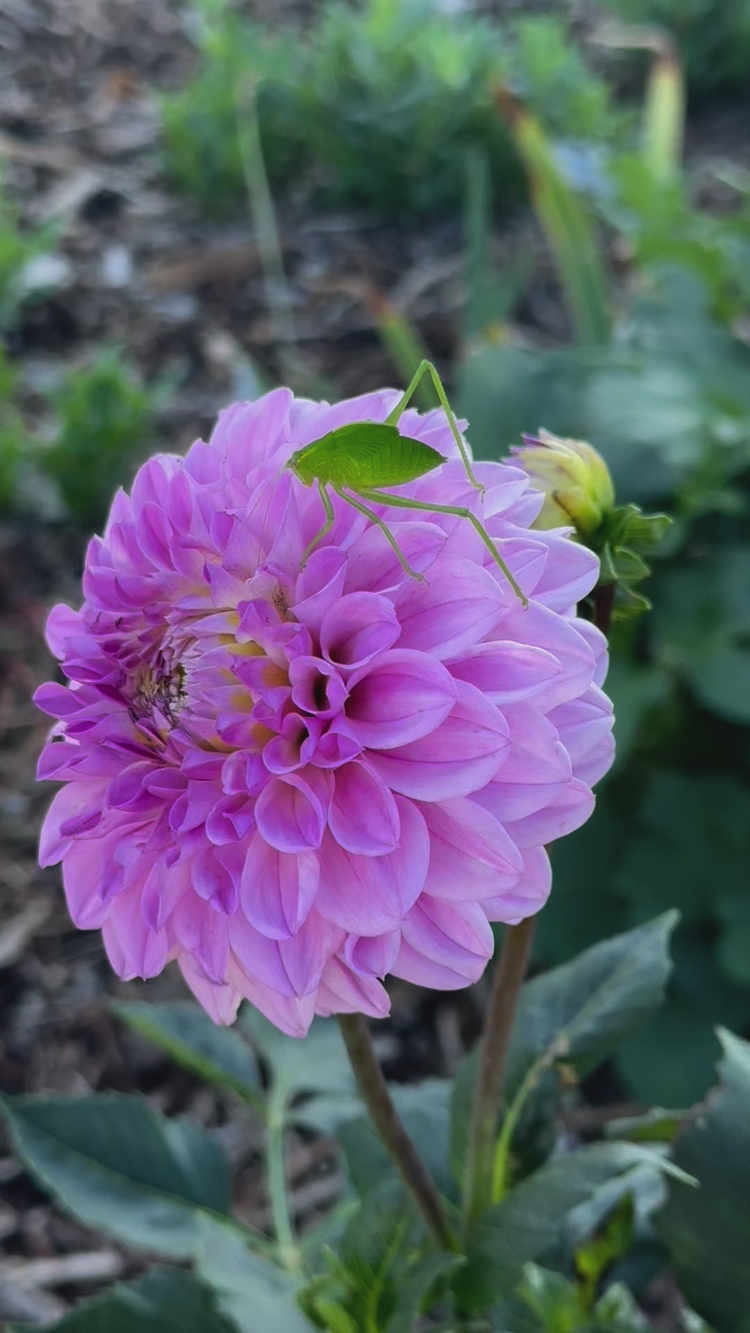 Dahlia 'CK Faye' Tuber
