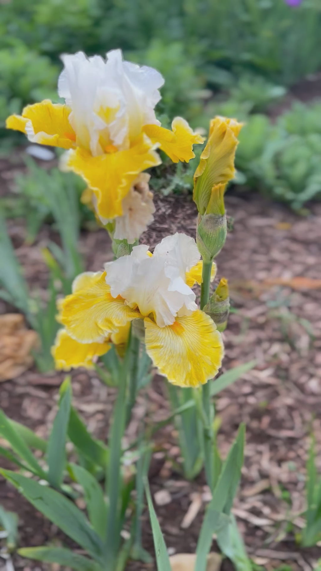Polar Queen - Tall bearded iris