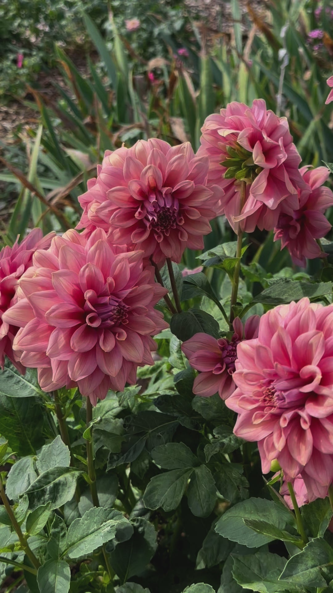 Dahlia 'Caramel Rose' Tuber