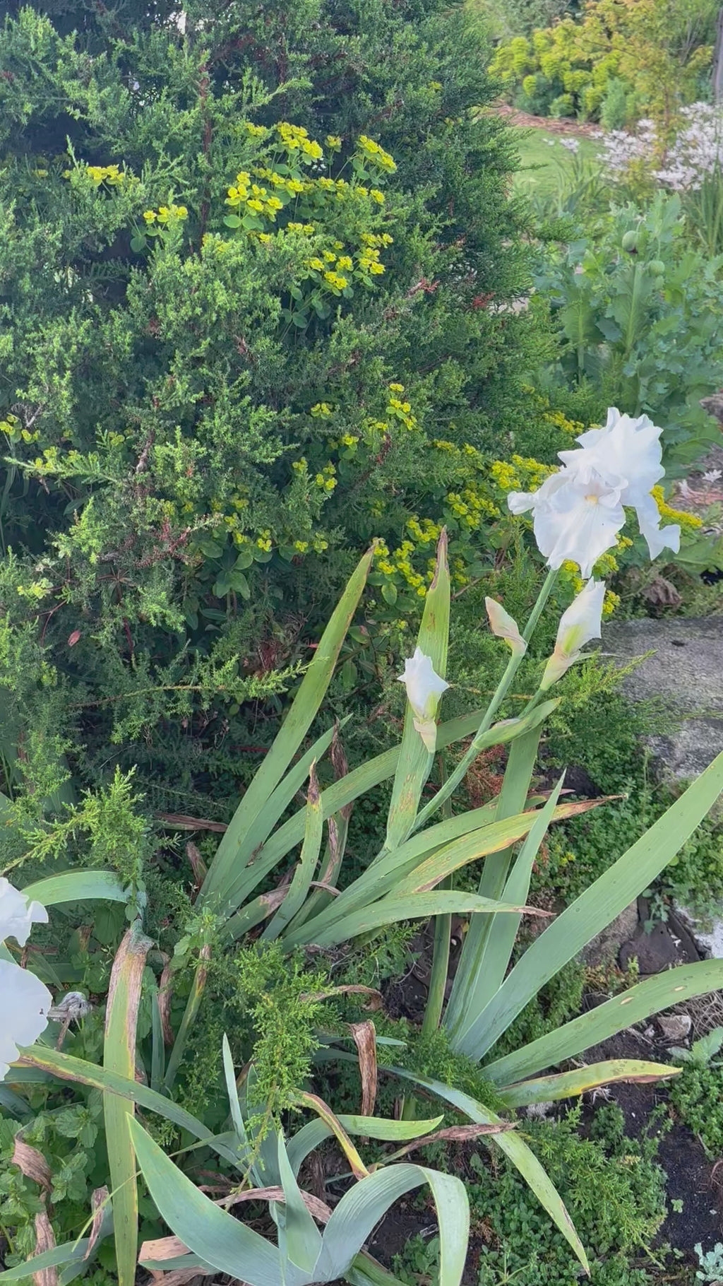 Rock Pool - Tall bearded iris