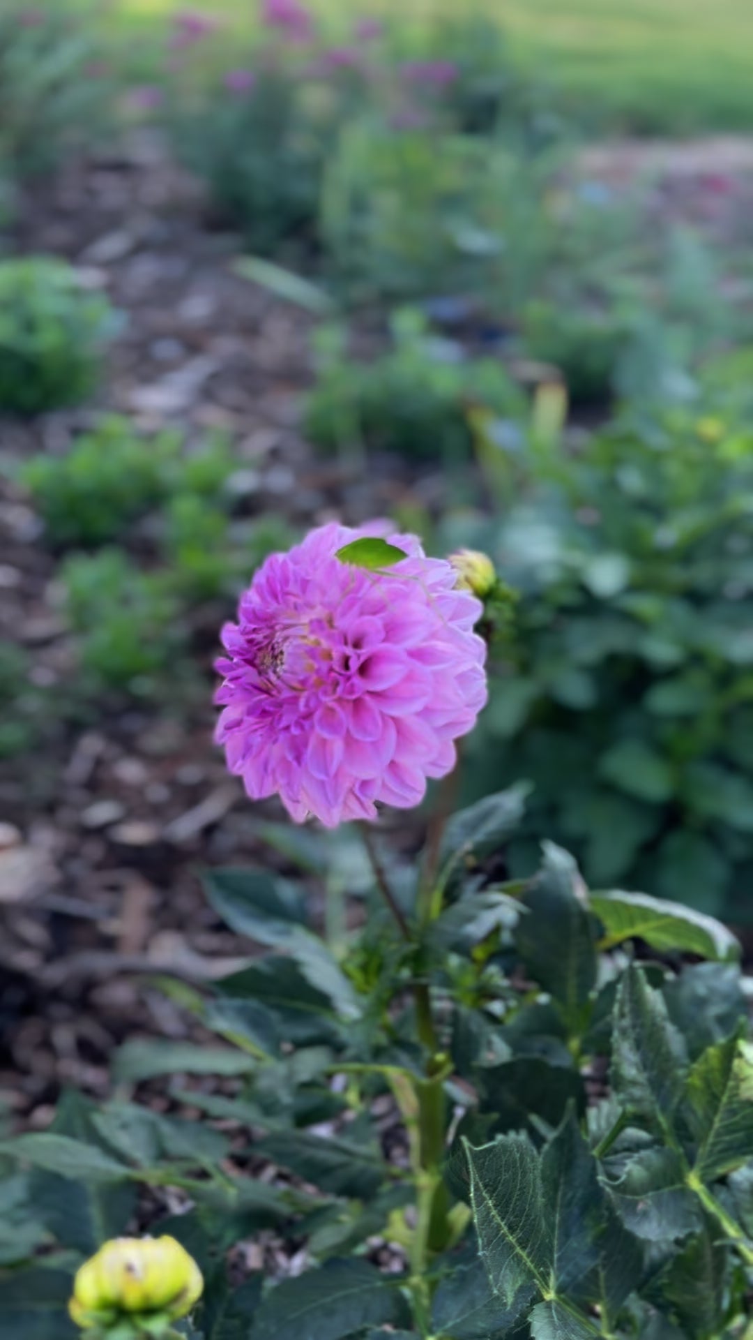 Dahlia 'CK Faye' Tuber