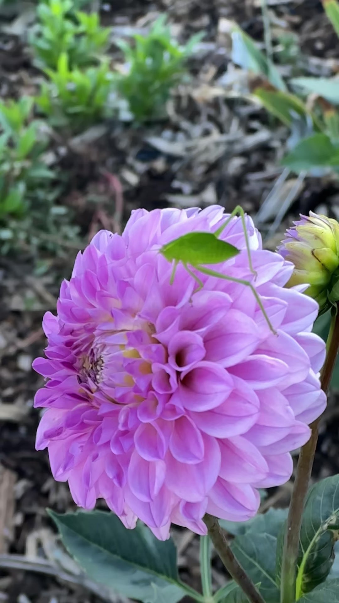 Dahlia 'CK Faye' Tuber
