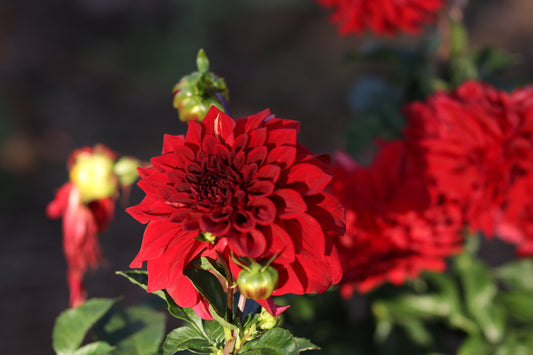 Dahlia 'Red Tiger' Tuber