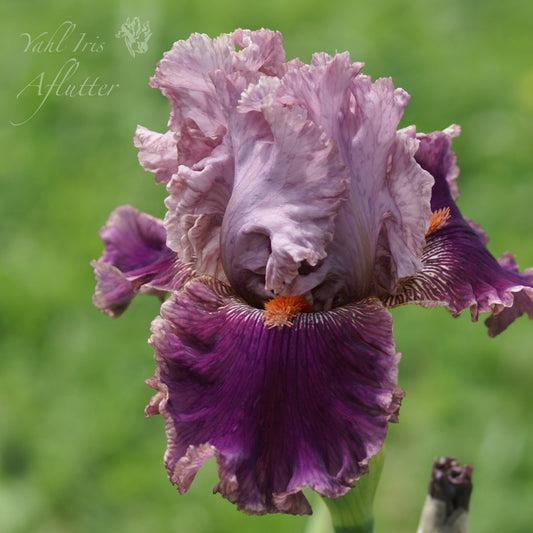 Aflutter tall bearded iris