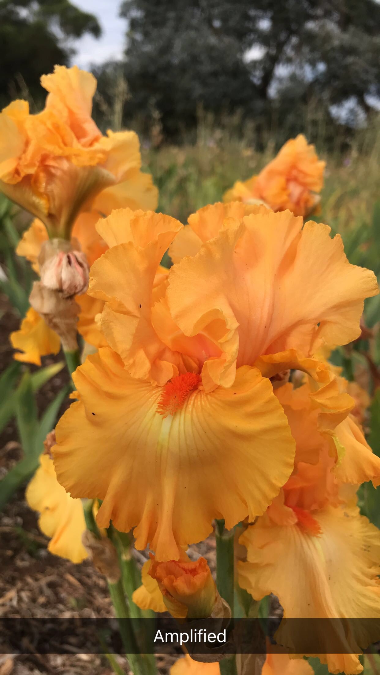 Amplified - Tall Bearded Iris