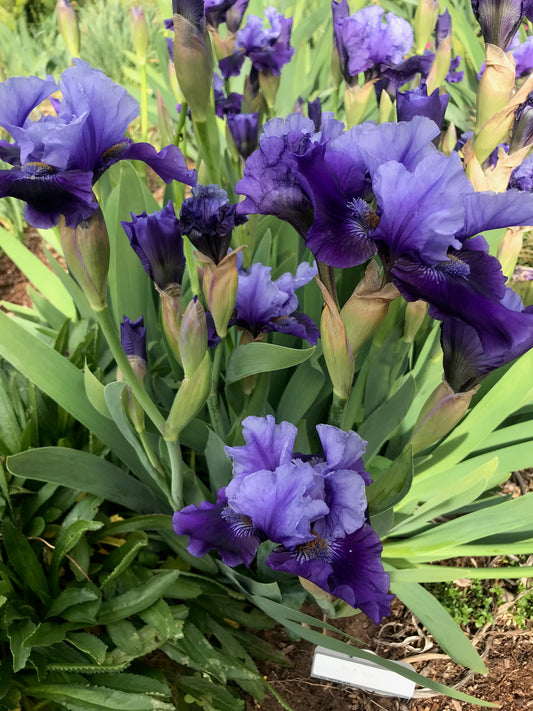 Bluesman - Tall bearded iris