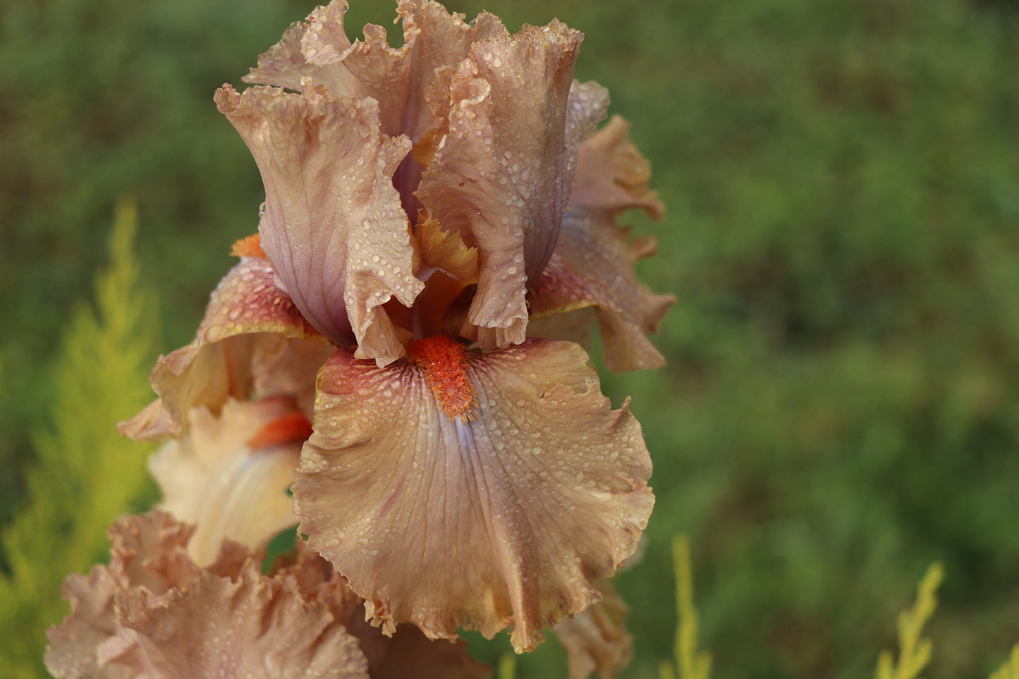 Bygone Era - Tall bearded iris