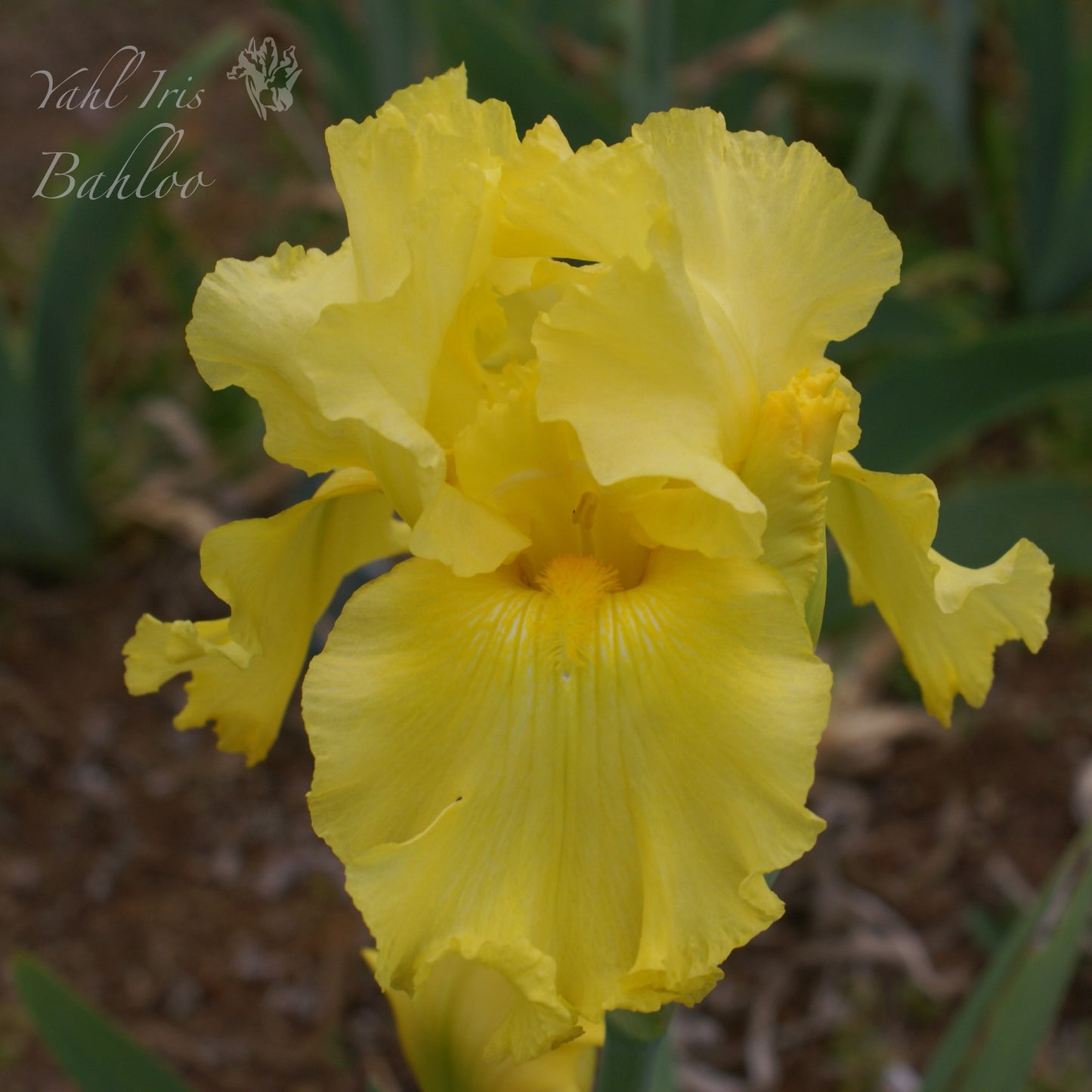Bahloo - Tall bearded iris