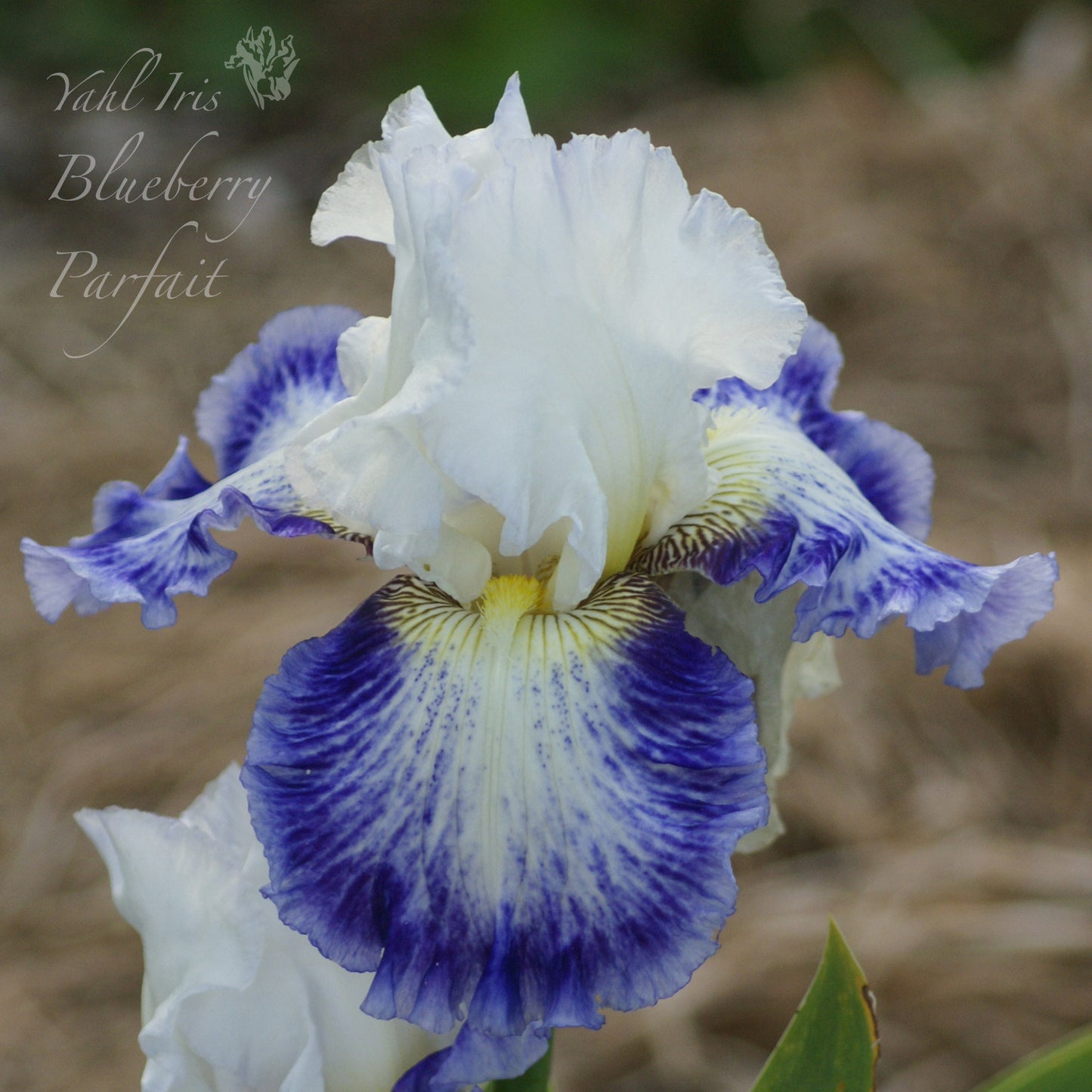 Blueberry Parfait - Tall Bearded Iris