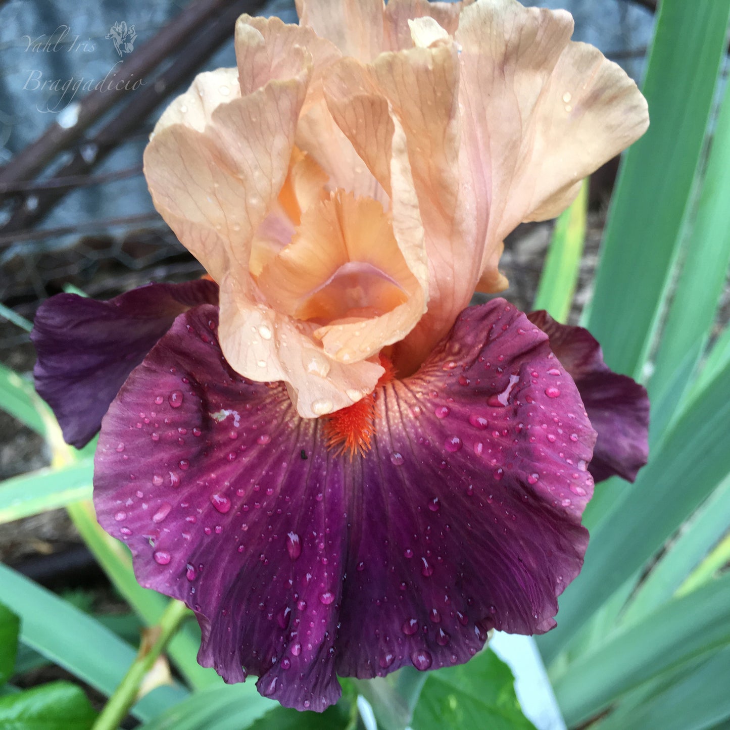 Braggadicio - Tall Bearded Iris