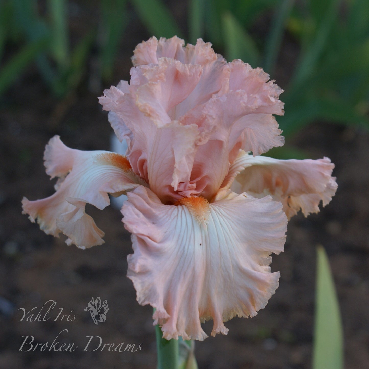 Broken Dreams - Tall bearded iris