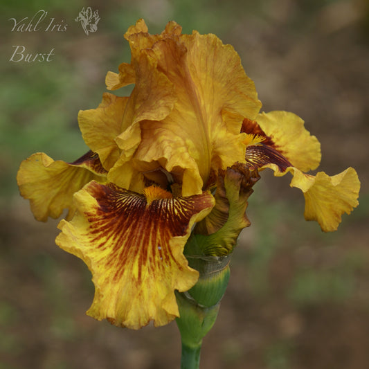 Burst - Tall bearded iris