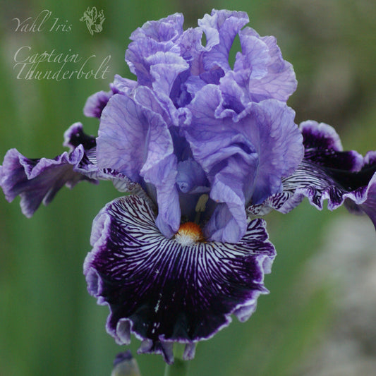 Captain Thunderbolt - Tall Bearded Iris