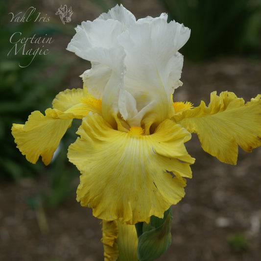 Certain Magic - Tall bearded iris