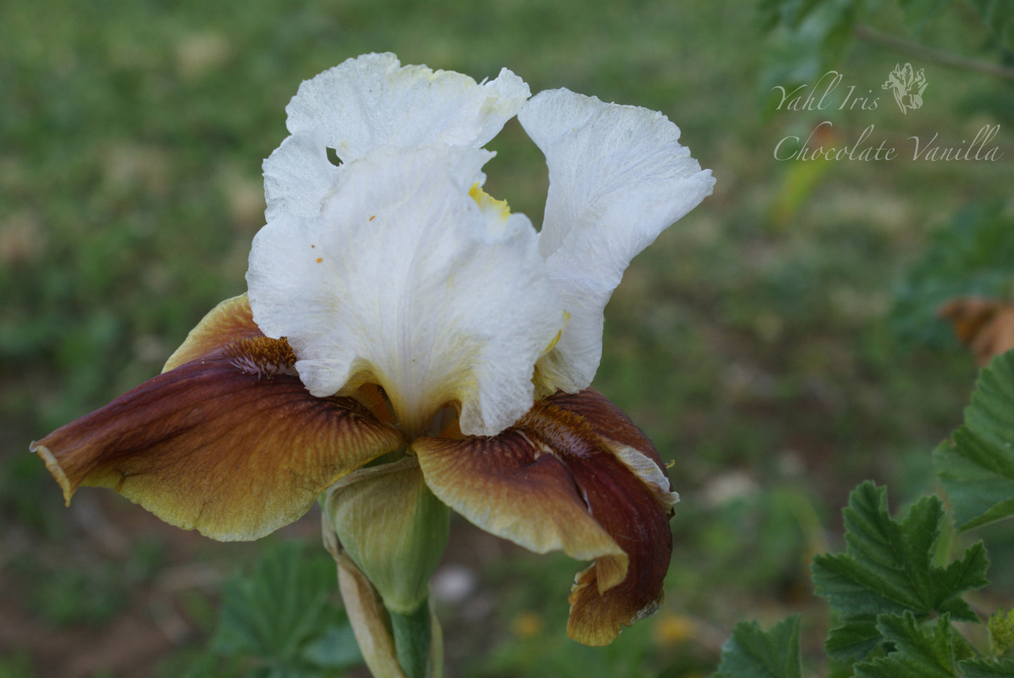 Chocolate Vanilla - Tall bearded iris