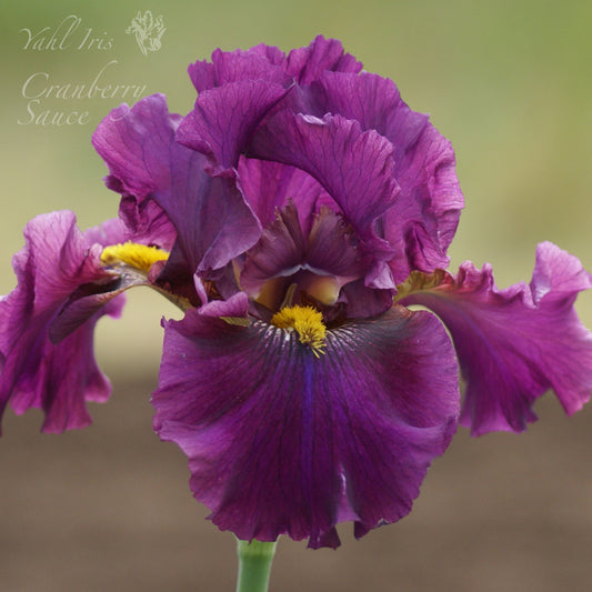 Cranberry Sauce - Tall bearded iris