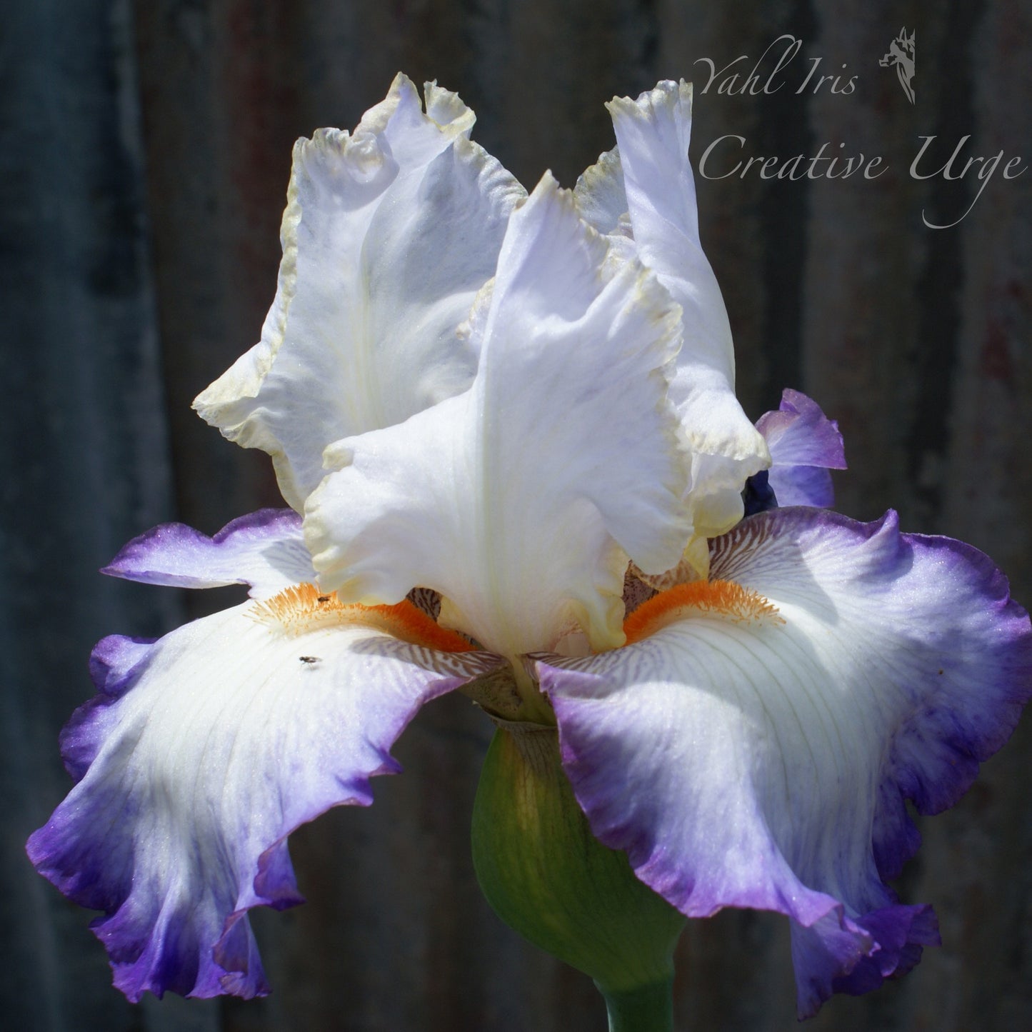 Creative Urge - Tall bearded iris