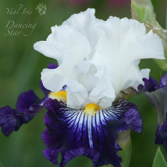 Dancing Star - Tall bearded iris