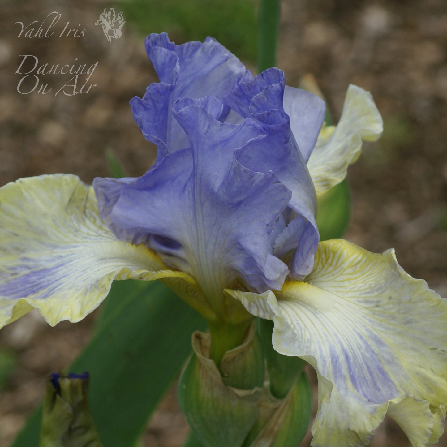 Dancing on Air - Tall bearded iris