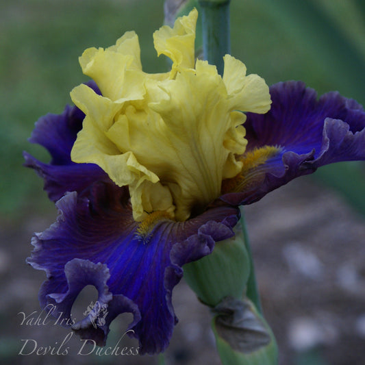Devils Duchess - Tall bearded iris