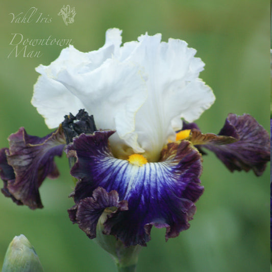 Downtown Man - Tall bearded iris