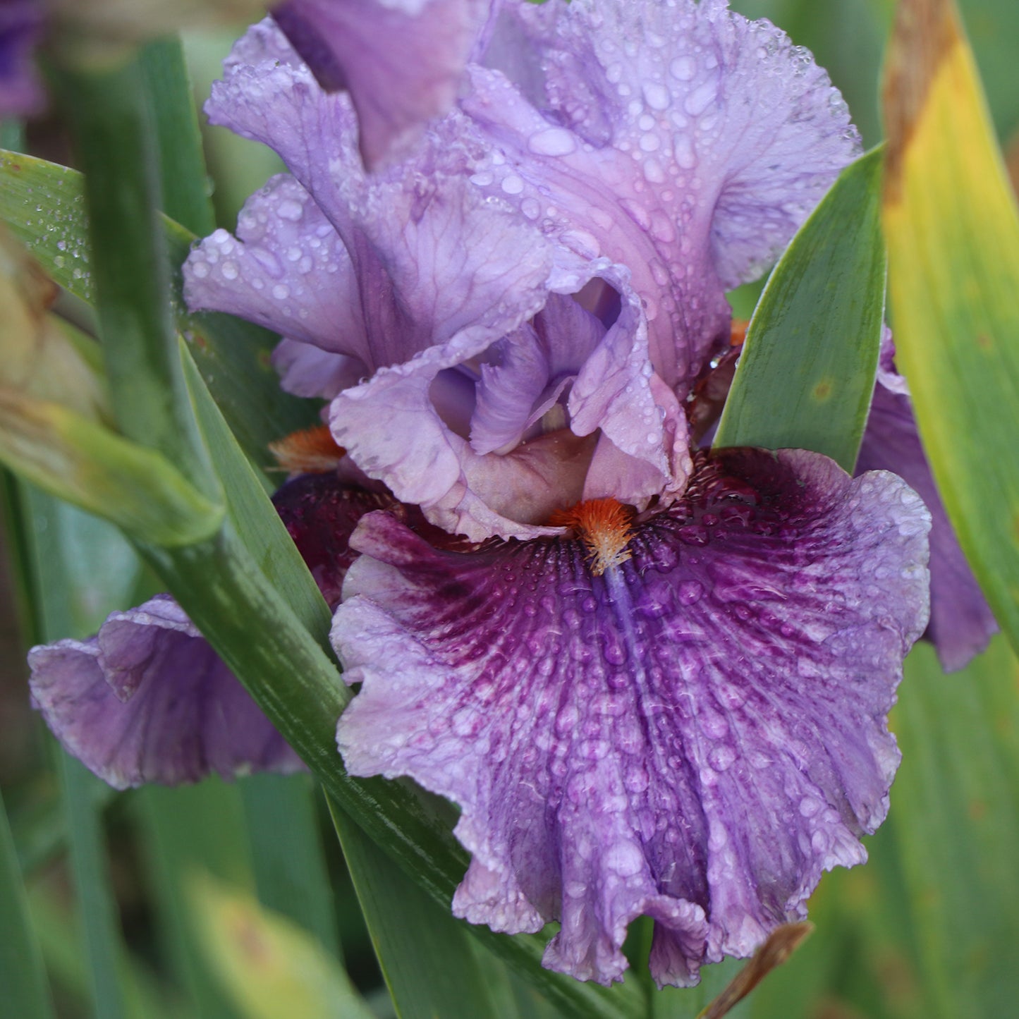 Enchanter - Tall bearded iris