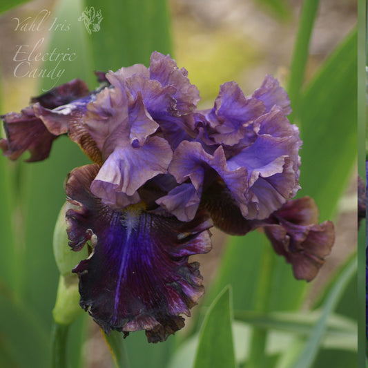 Electric Candy - Tall bearded iris