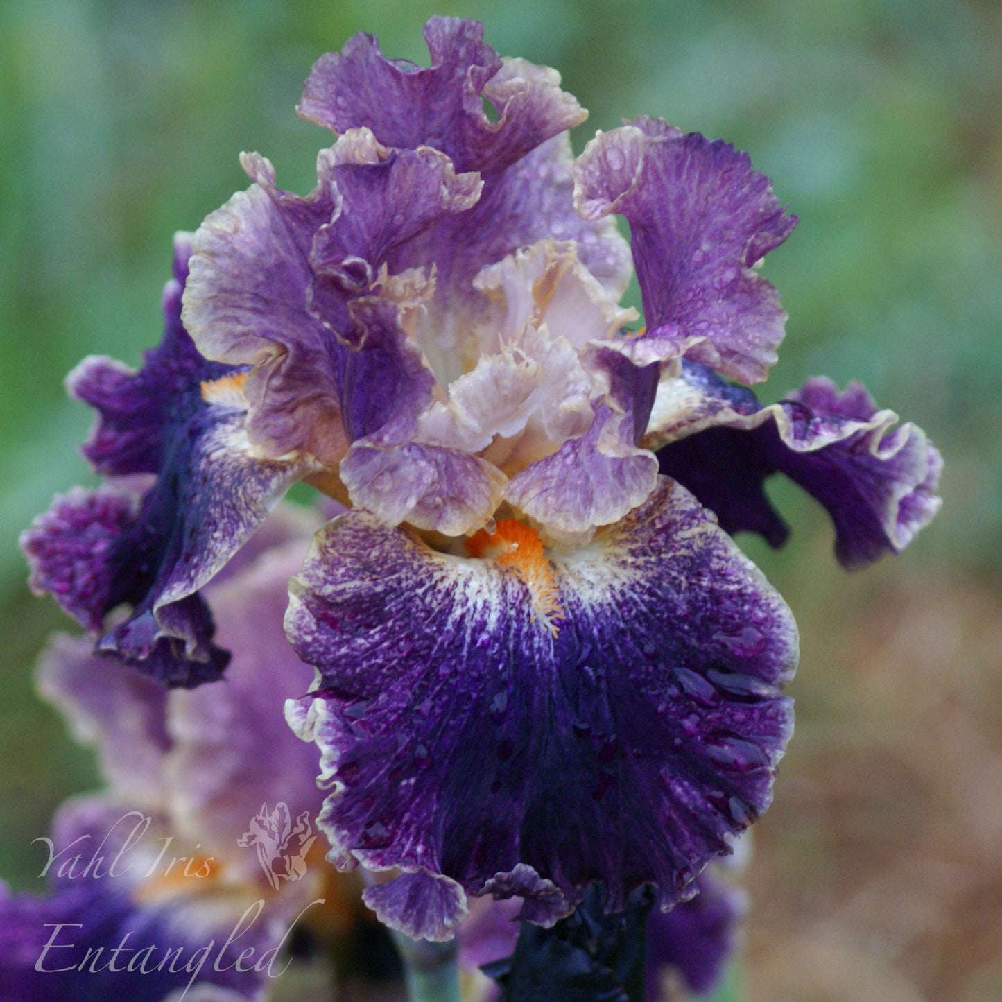 Entangled - Tall Bearded Iris