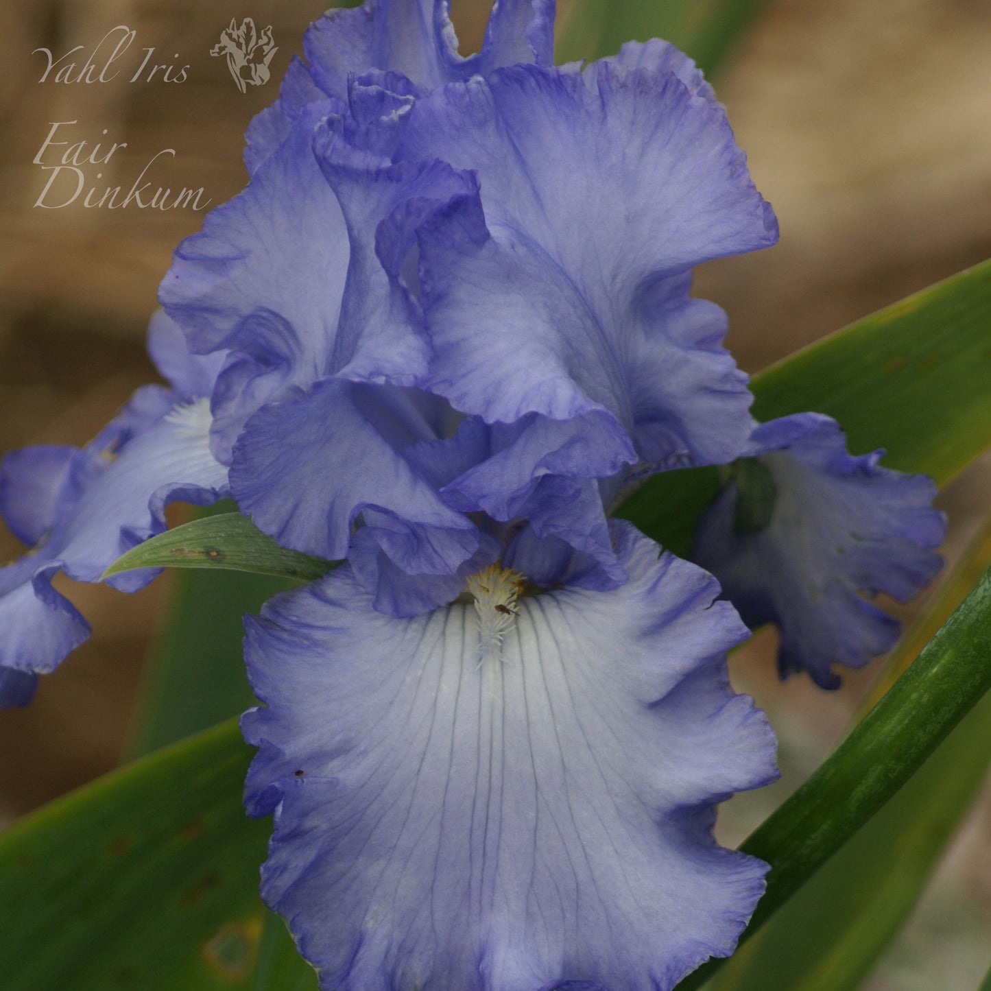 Fair Dinkum - Tall bearded iris