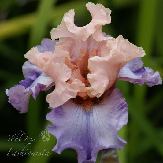 Fashionista - Tall Bearded Iris