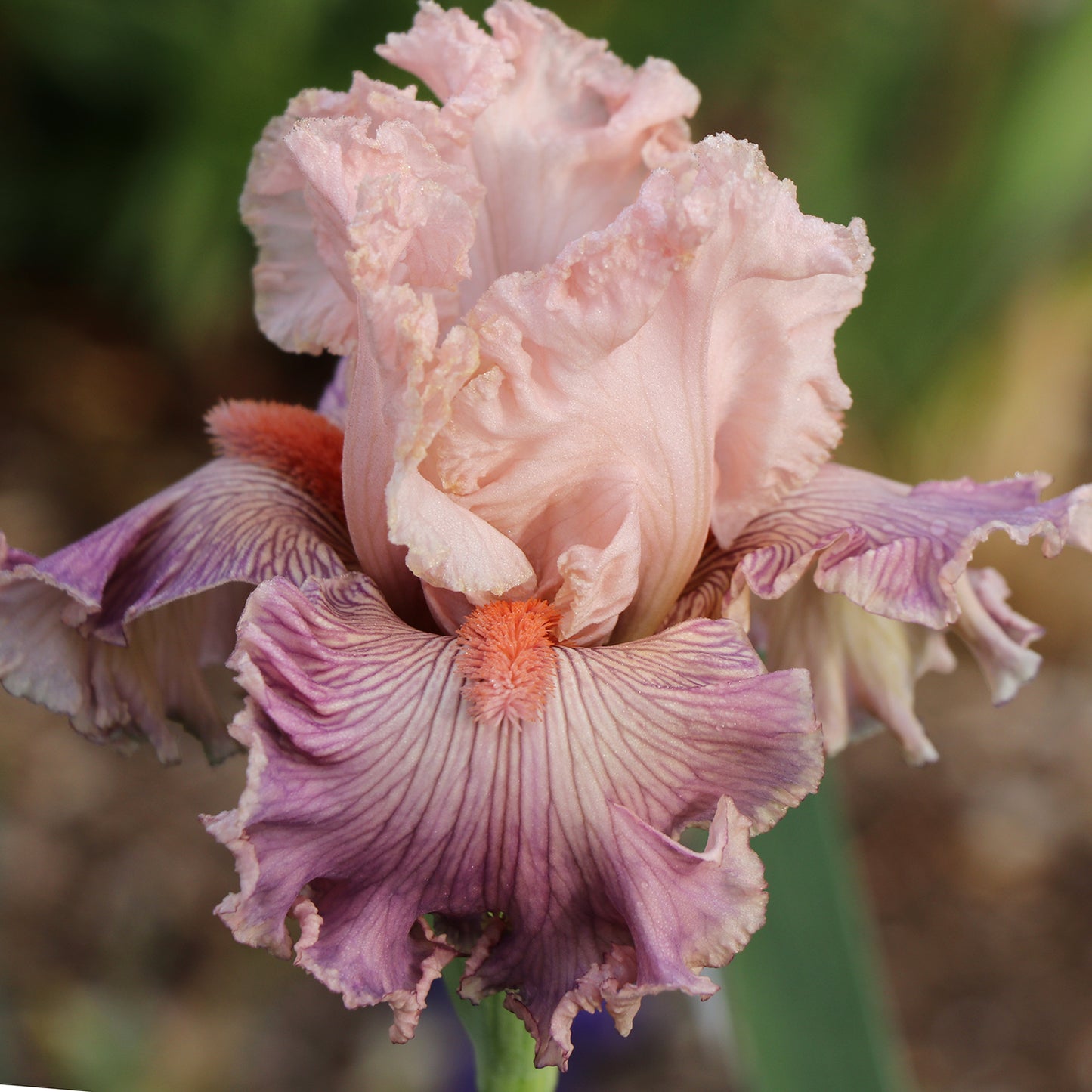 Georgette Silk - Tall bearded iris