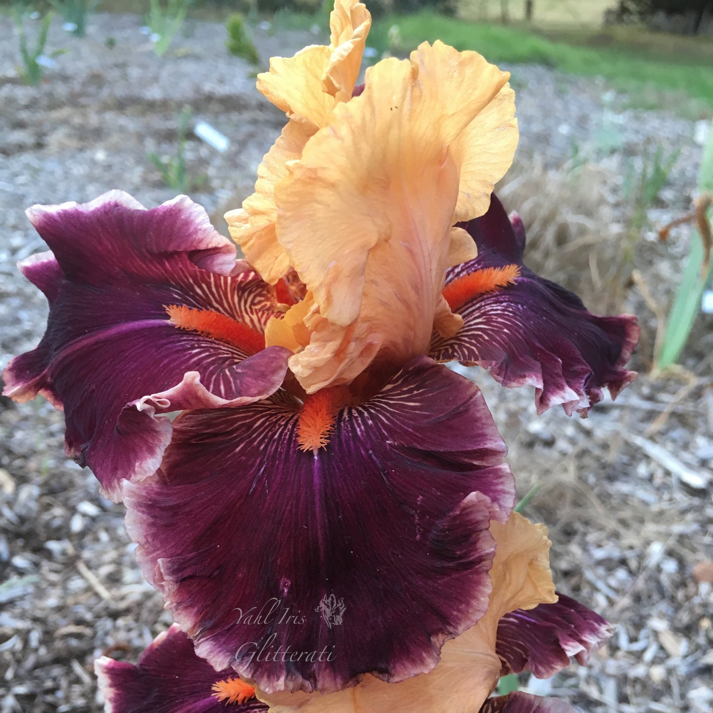 Glitterati - Tall Bearded Iris