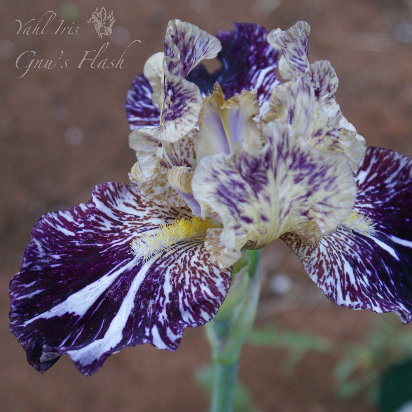 Gnus Flash - Tall Bearded Iris