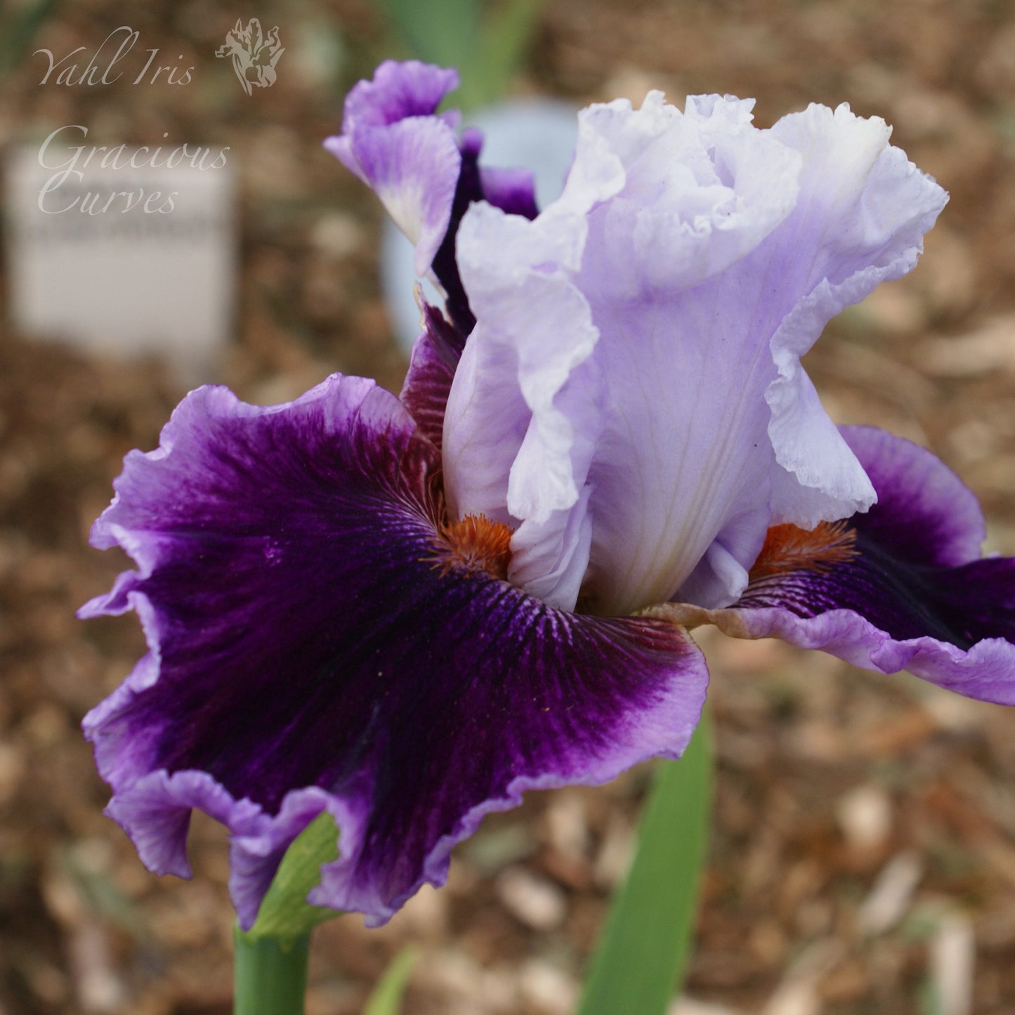 Gracious Curves - Tall Bearded Iris