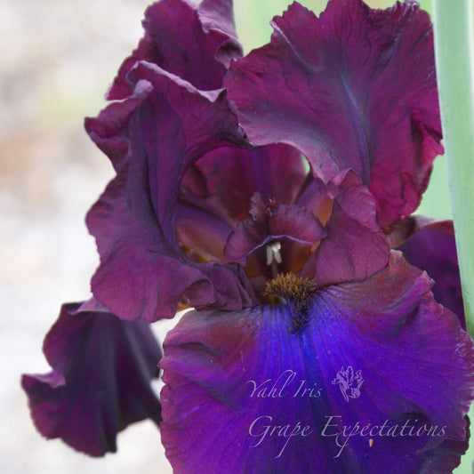 Grape Expectations - Tall Bearded Iris